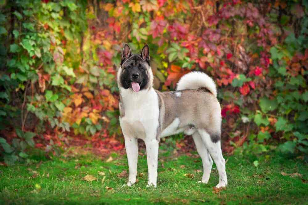 22 Außergewöhnliche Hunde mit spitzen Ohren (+ Bilder)