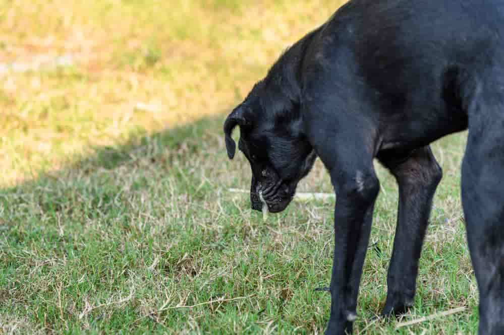 Hund hustet und würgt weißen Schleim? 6 Ursachen & Tipps