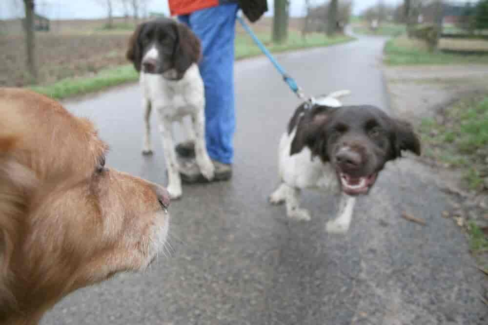 Begegnung mit anderen Hunden – Mein Hund will immer spielen