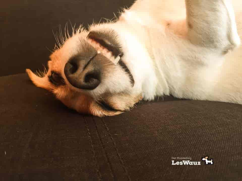 Diese 10 Dinge zeigen dir, dass dein Hund dich wirklich liebt - LesWauz