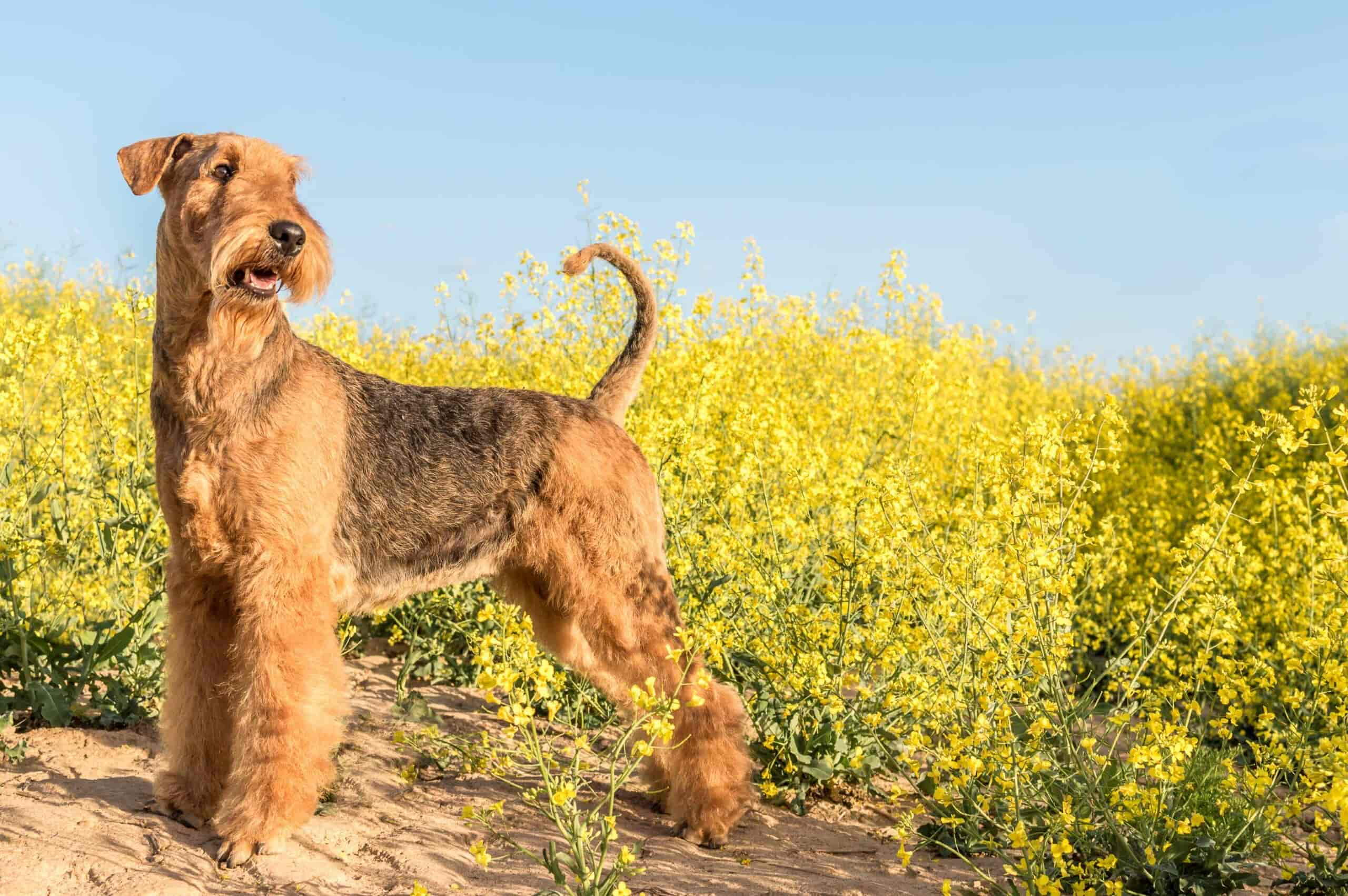 22 Terrier Dog Breeds