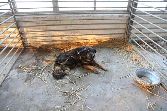 Kampf gegen das Hundeelend in China