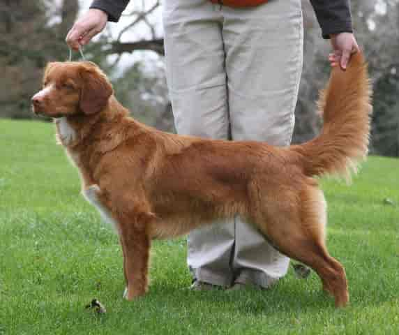 10 Reasons To Get A Toller And 10 Reasons Not To Get A Toller