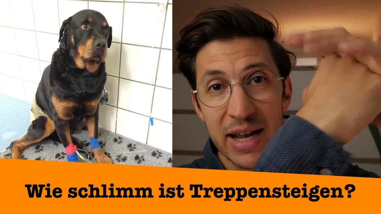 Hunde sollten Treppen meiden. Stimmt das?