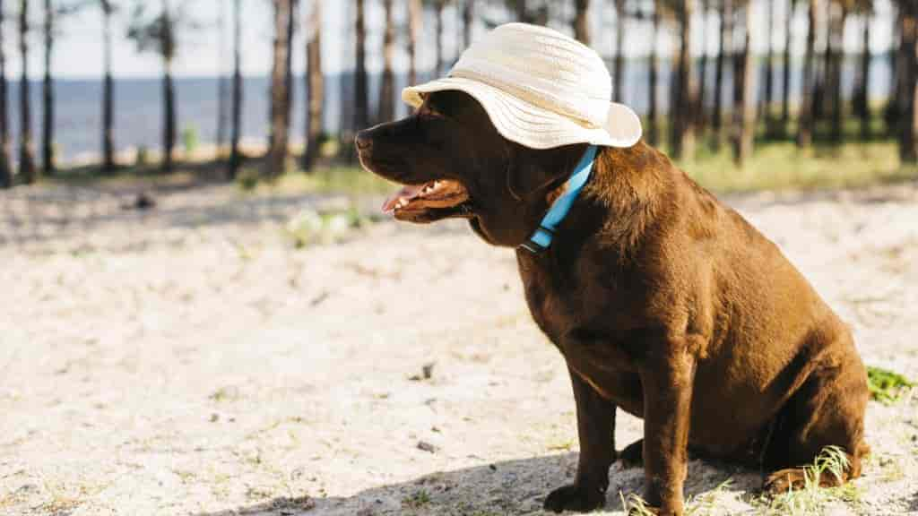 Hund Speichelt Stark: 7 Ursachen für Extremes Sabbern (2024)