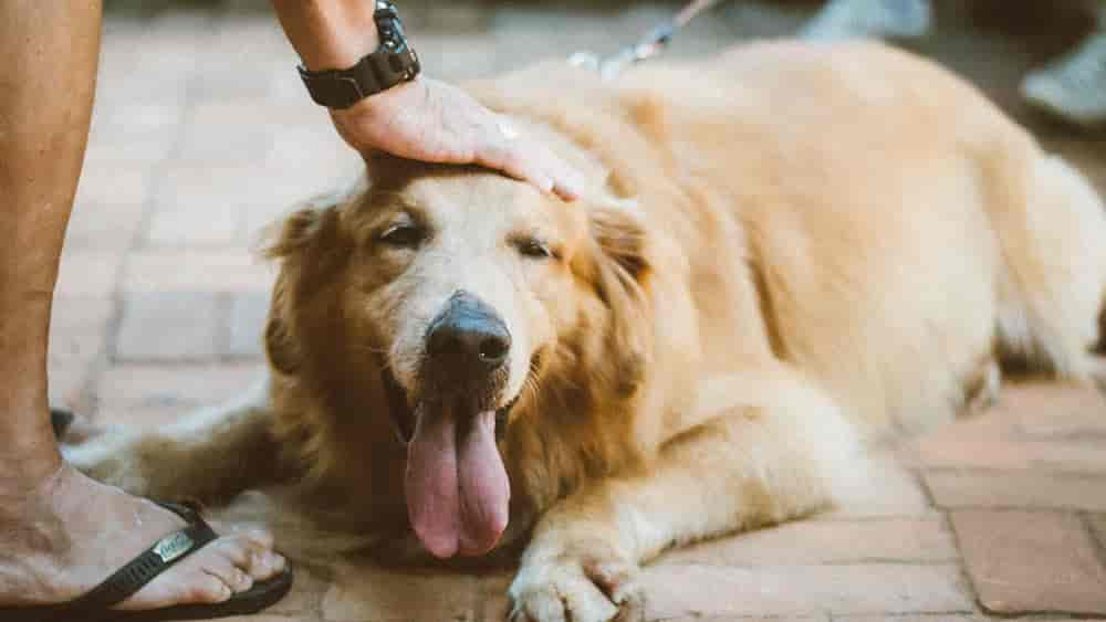 L-Tryptophan for Dogs: The Calming Benefits