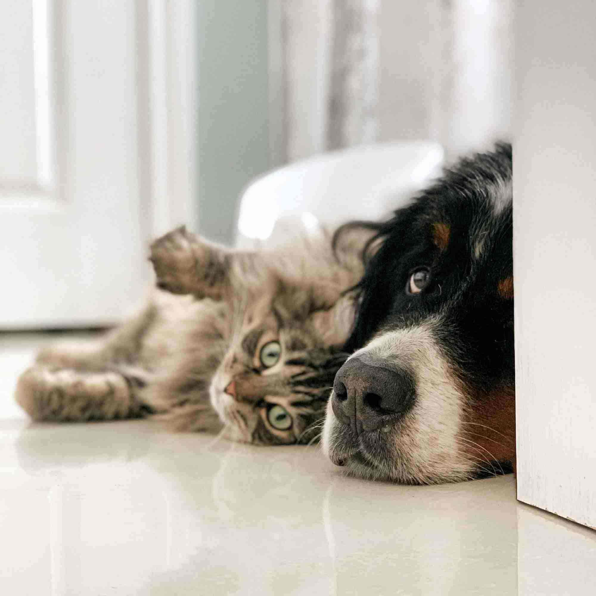 Ungleiche Freunde - Wenn Hund und Katze die besten Freunde sind