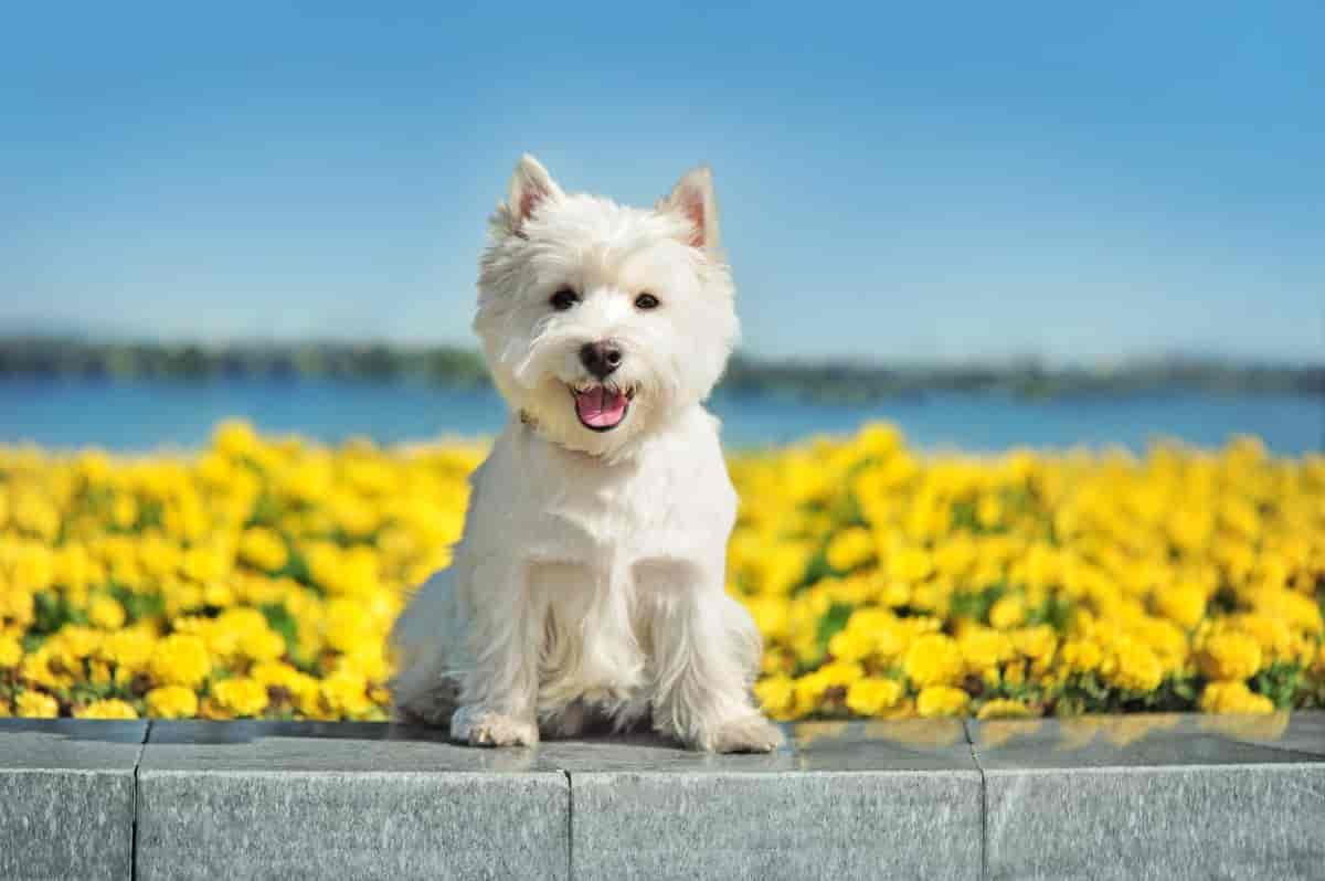 West Highland White Terrier