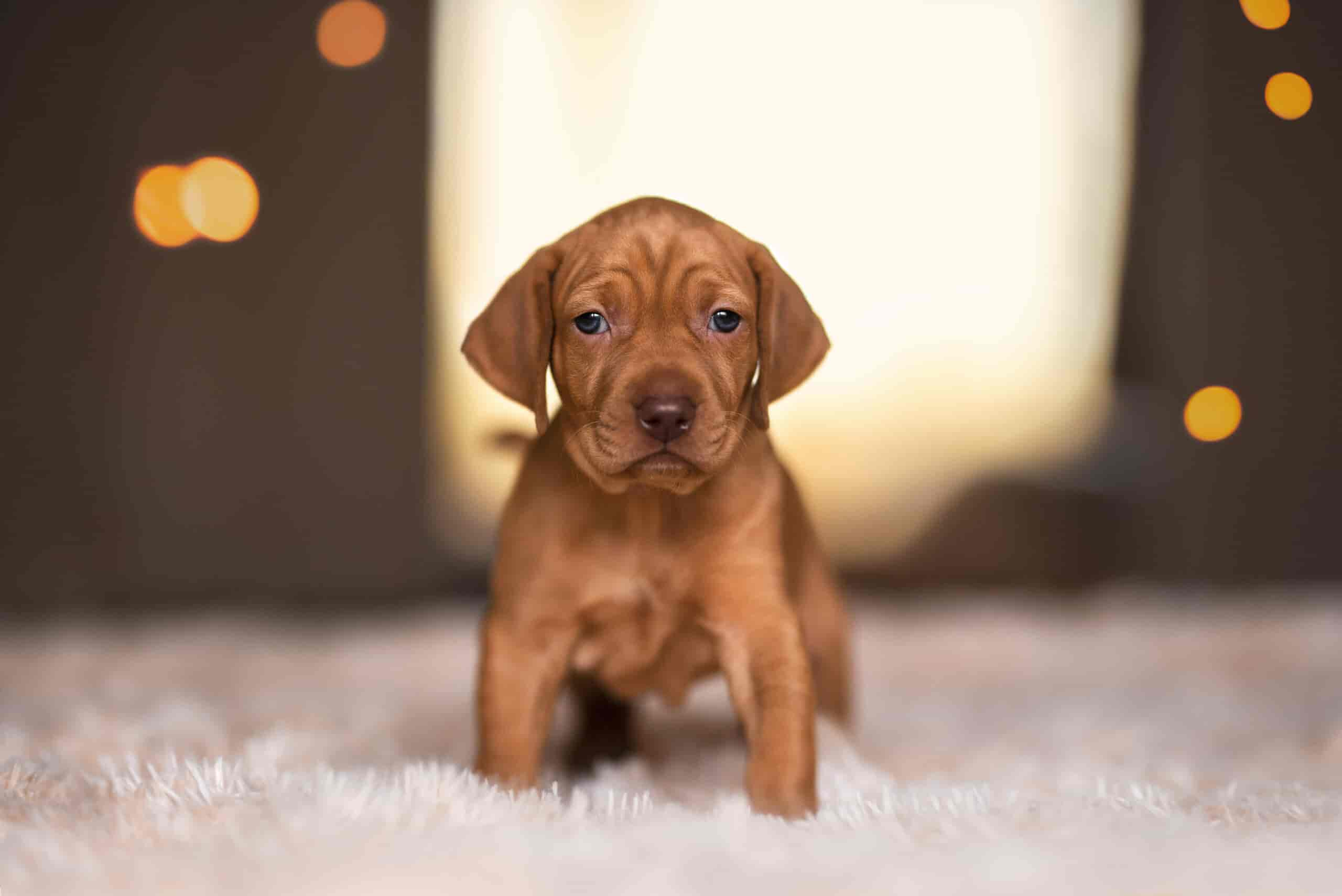 Vizsla