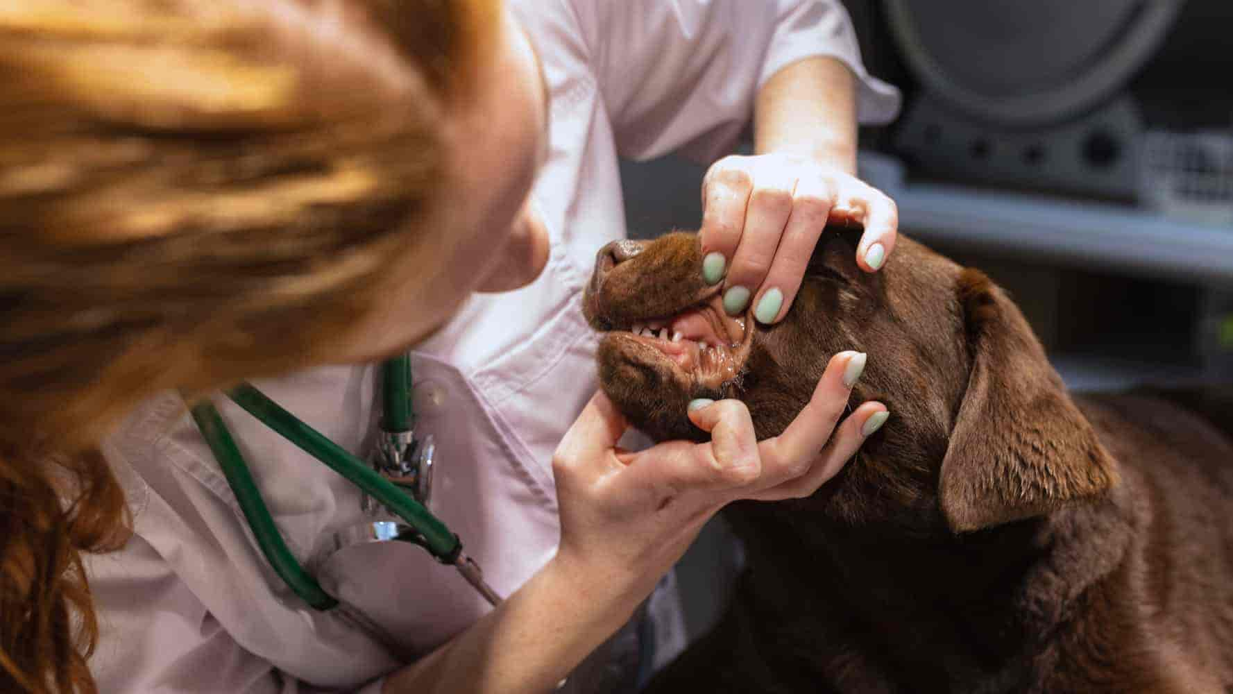 Hund macht Geräusche wie Ersticken: 4 Ursachen & Erste-Hilfe