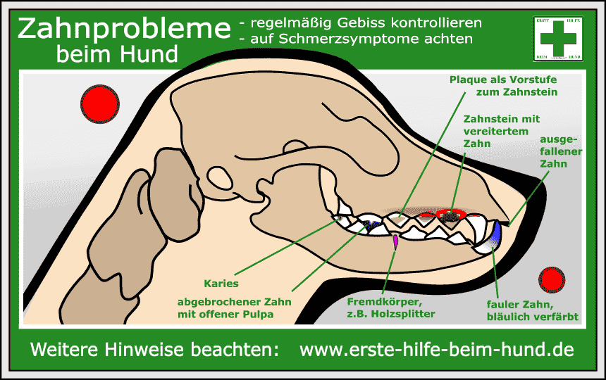 CHECKLISTE: Zahnschmerzen beim Hund