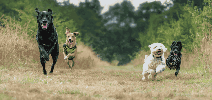 Woran es liegt, wenn dein Hund zittert & wie du ihm helfen kannst