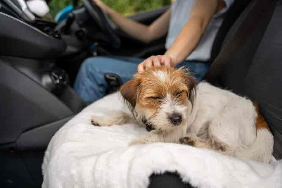 Braucht mein Hund eine Decke?