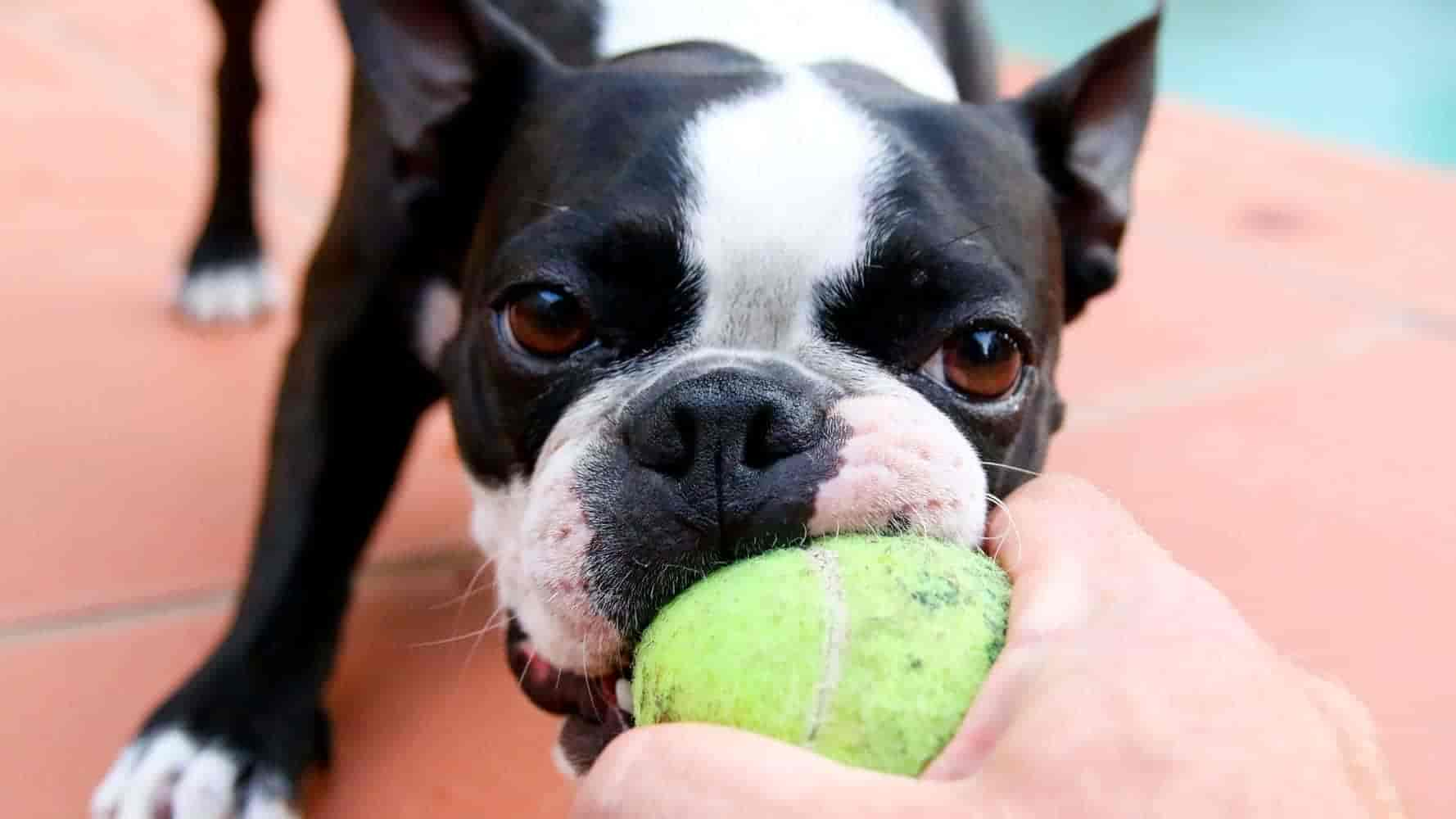 Mein Hund beißt beim Spielen – was kann ich tun?    