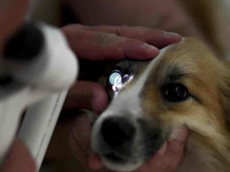 Tierärztin erklärt: So lässt sich Grauer Star bei Hunden behandeln