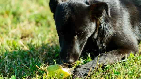 Dürfen Hunde Birnen essen?