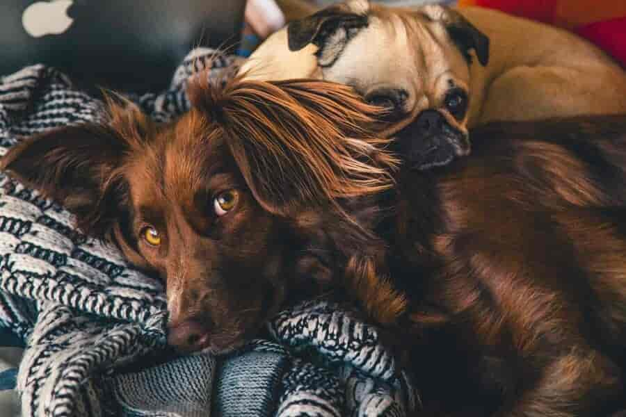 Dürfen Hunde Nüsse essen? Walnüsse, Erdnüsse & Co.