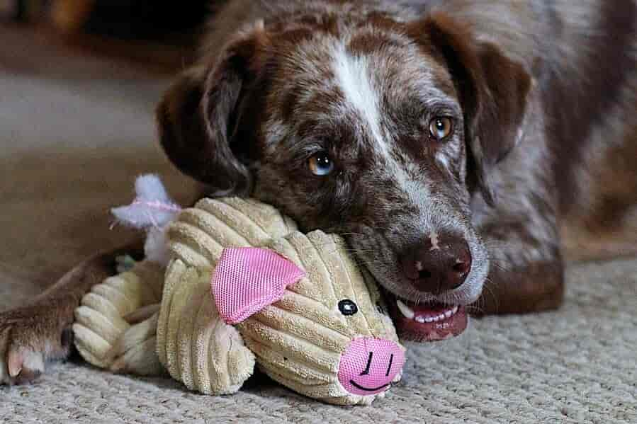 Hundespielzeug selber machen: 5 einfache Bastelanleitungen