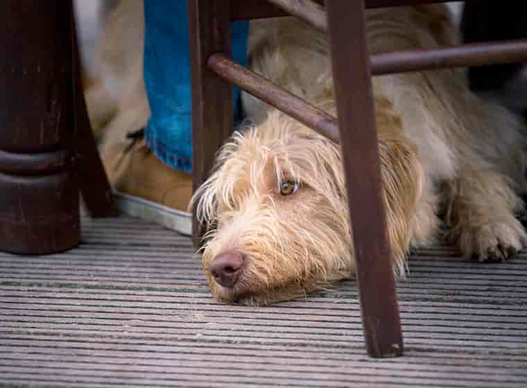 Lokalbesuch: Mit dem Hund im Restaurant