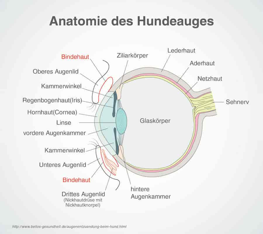 Die Welt der Hunde: Farbenblind oder bunt? Wie gut sehen Hunde? - LesWauz