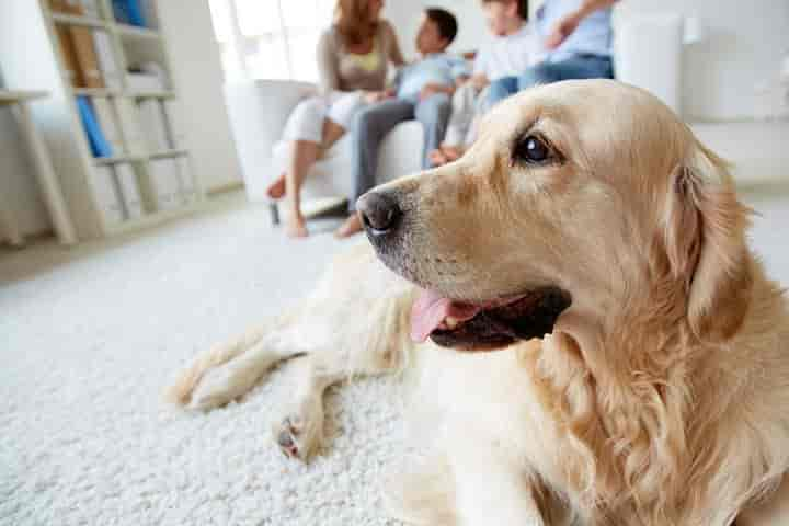 Hunde, die sich für die Wohnung eignen