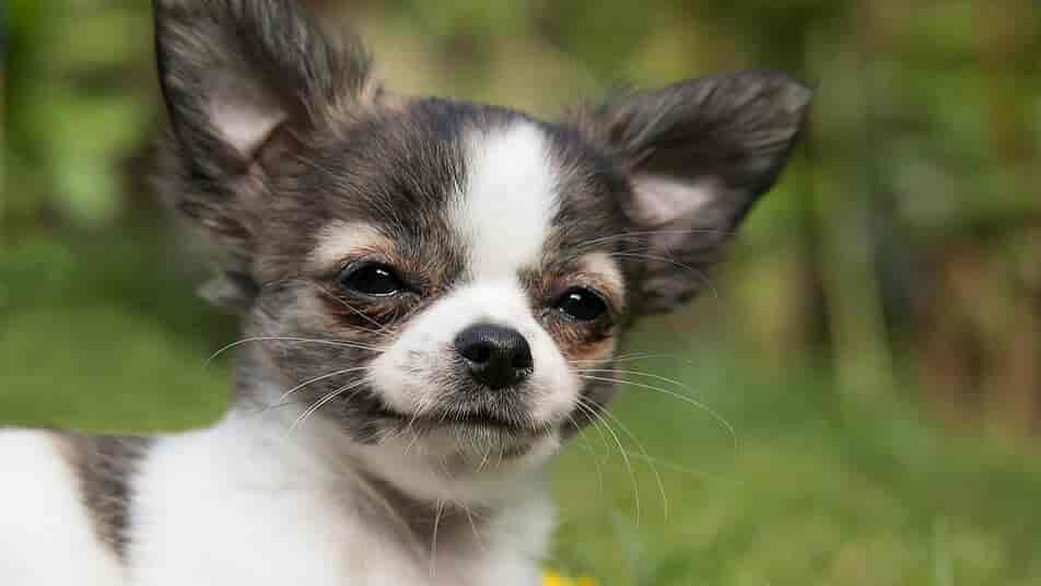 Vollzeitjob und Hund? Diese Rassen eignen sich besonders für Berufstätige