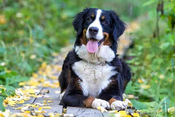 Berner Sennenhund