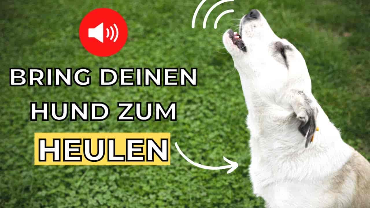 Warum Hunde heulen - Ursachen und Bedeutung