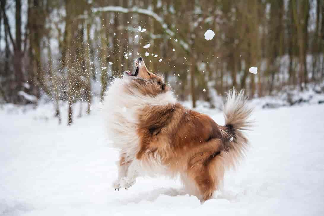 Frieren Hunde im Winter? Ab dieser Temperatur leidet dein Vierbeiner