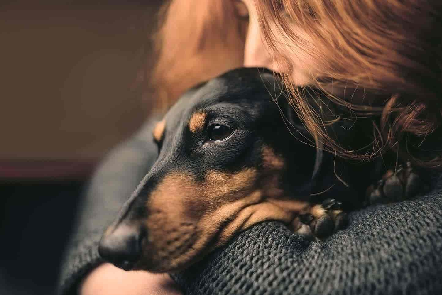 15 Hunderassen mit langen Schnauzen (mit Bildern)