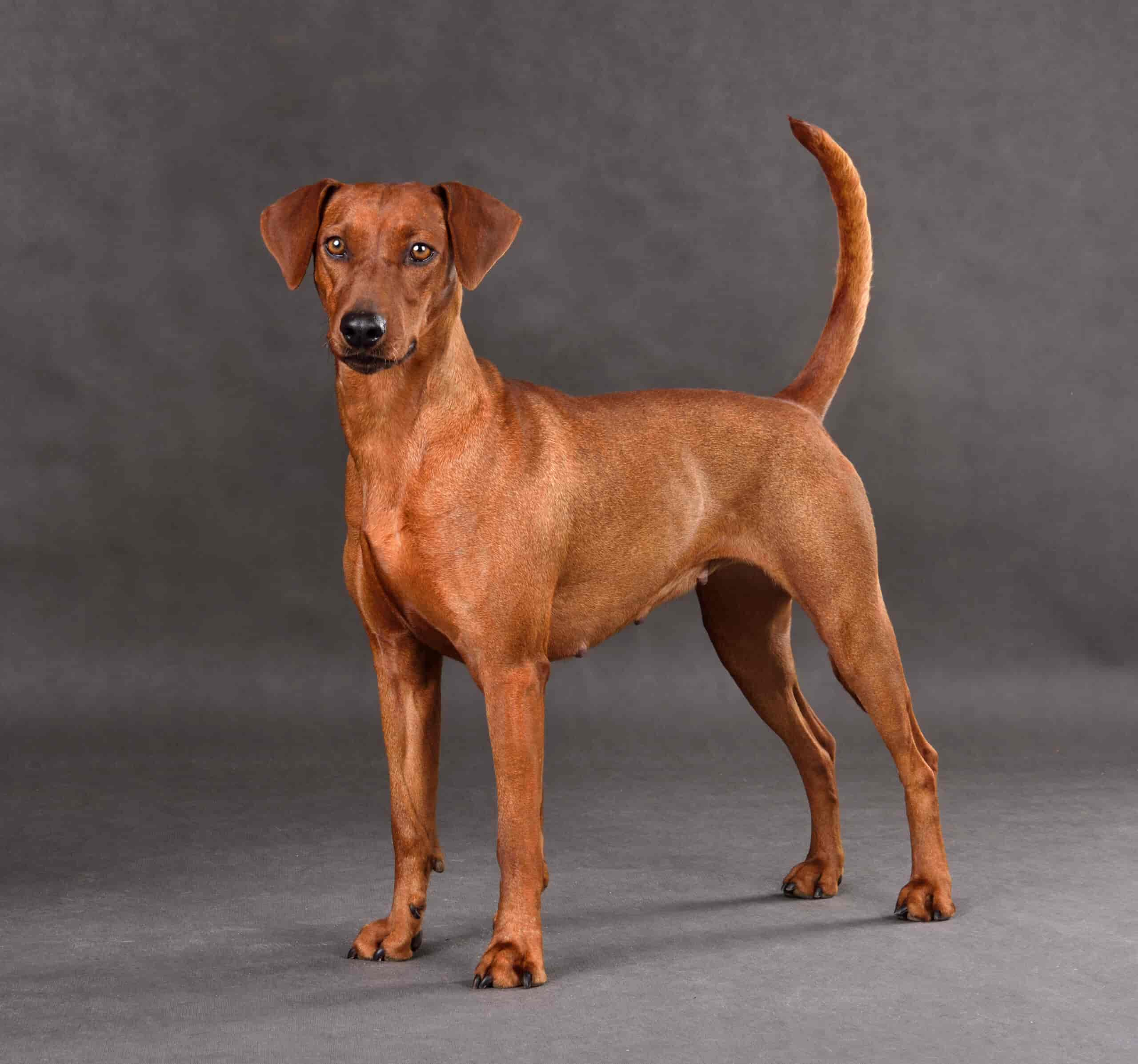 German Pinscher