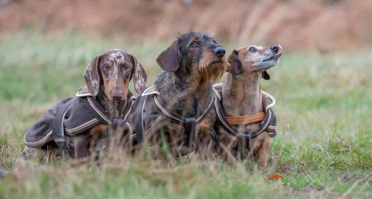 Sinn und Unsinn von Hunde Schutzkleidung wie Hundepullover, Hunde-Regenmantel, Hunde-Wintermantel & Co.