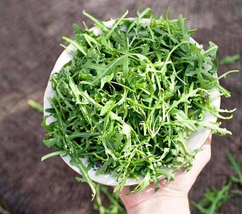 Rucola darfst du an deinen Hund verfüttern