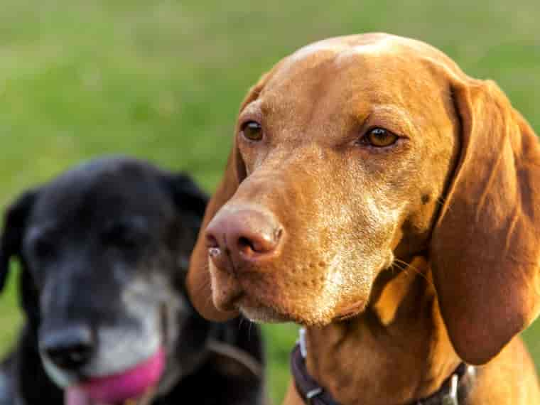 Sehvermögen von Hunden