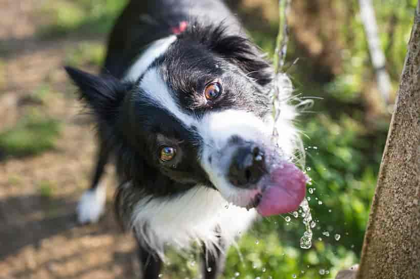 Mein Hund trinkt viel: Ist das normal?