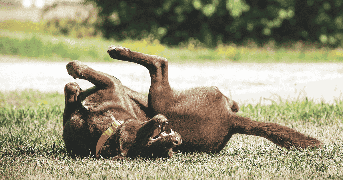 Warum wälzen sich Hunde? Aus der Sicht eines Hundes