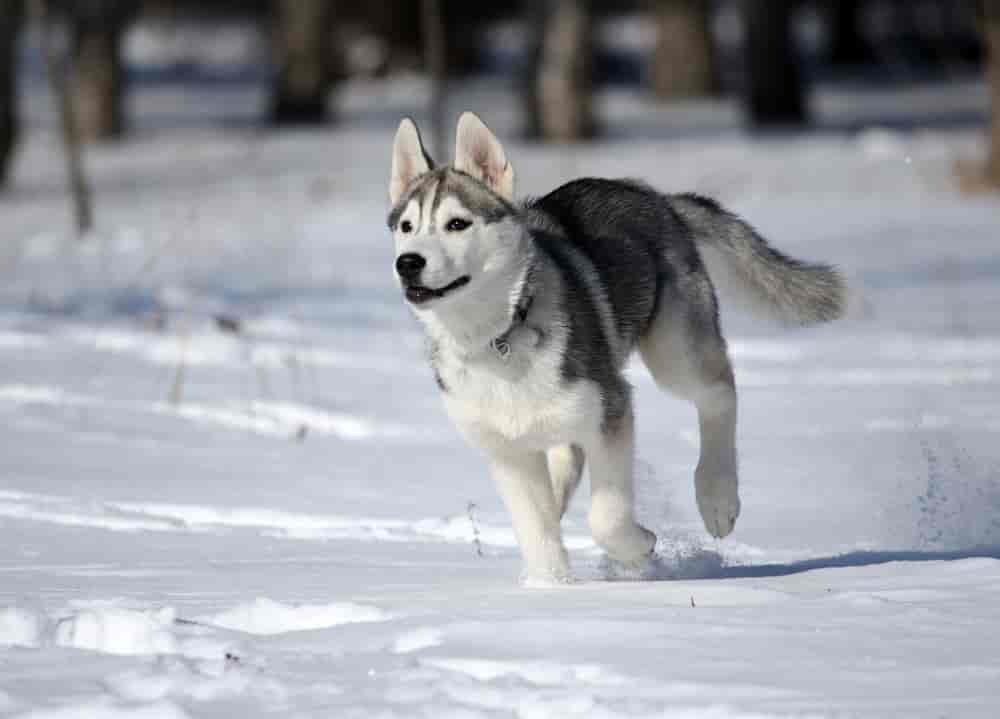 8 faszinierende Husky Arten & Rassen (Mit Bildern & Infos)