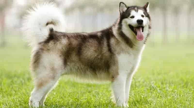 Husky ähnliche Hunde: 6 Husky ähnliche Hunderassen