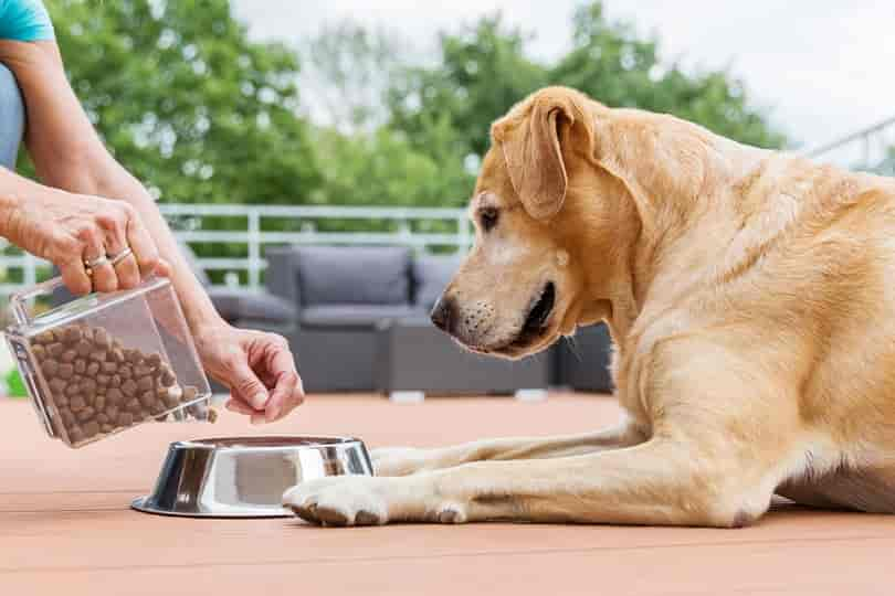 Was ist hydrolysiertes Hundefutter? Arten, Vor- & Nachteile (Tierärztlich geprüft)