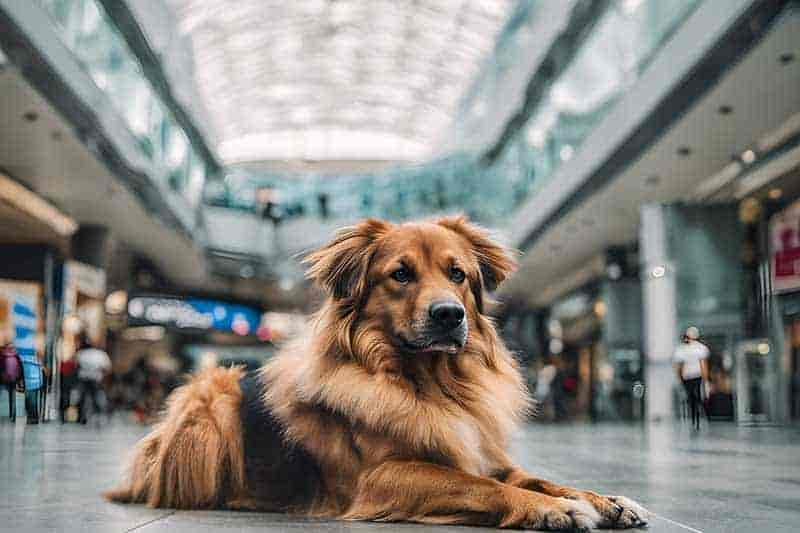 Dürfen Hunde mit zu IKEA? Wauzelweb klärt auf!