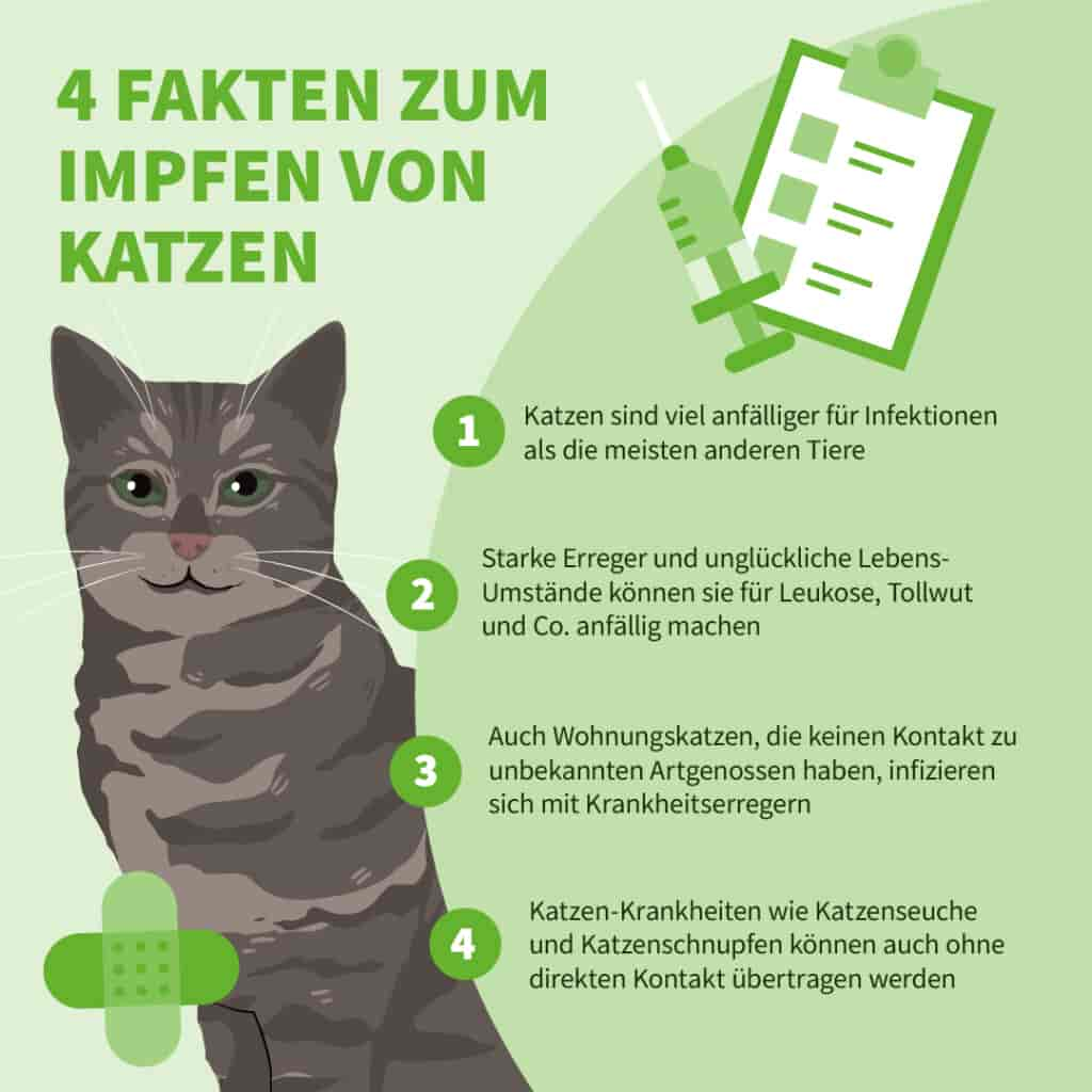 Katzen-Impfungen: Schutz vor schweren Erkrankungen vorbeugen