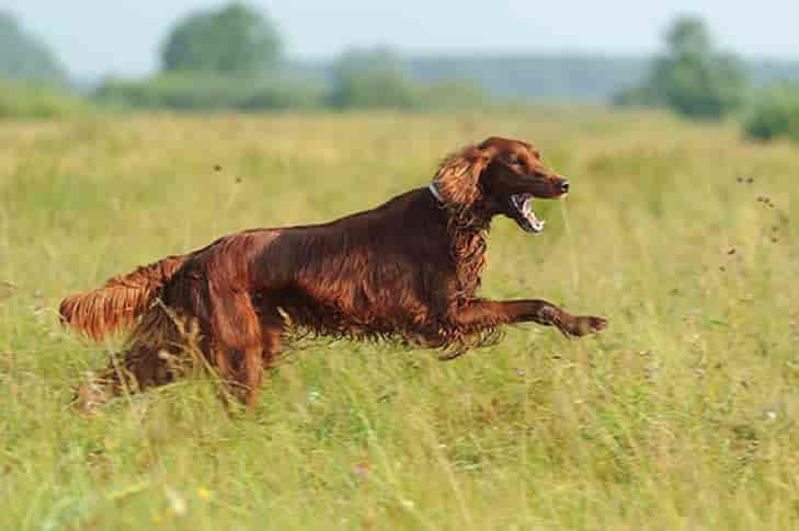 A Celebration of 8 Irish Dog Breeds