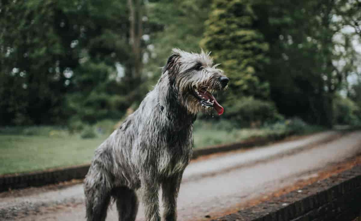 Irish Wolfhound