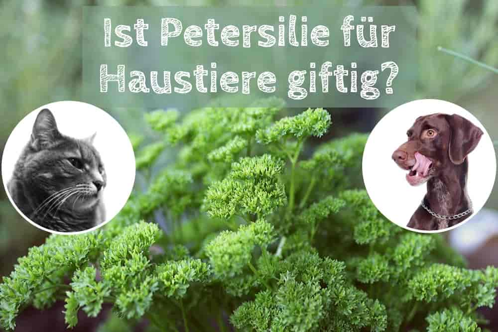 Ist Petersilie giftig für Hunde und Katzen?