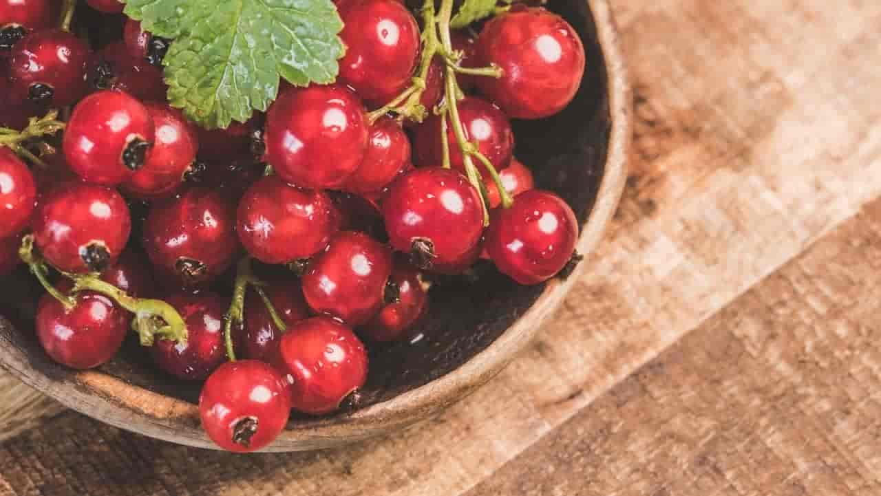 Dürfen Hunde Johannisbeeren essen?