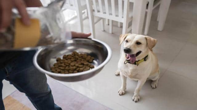 Ist Josera schlechtes Hundefutter? Alle Infos & Erfahrungen