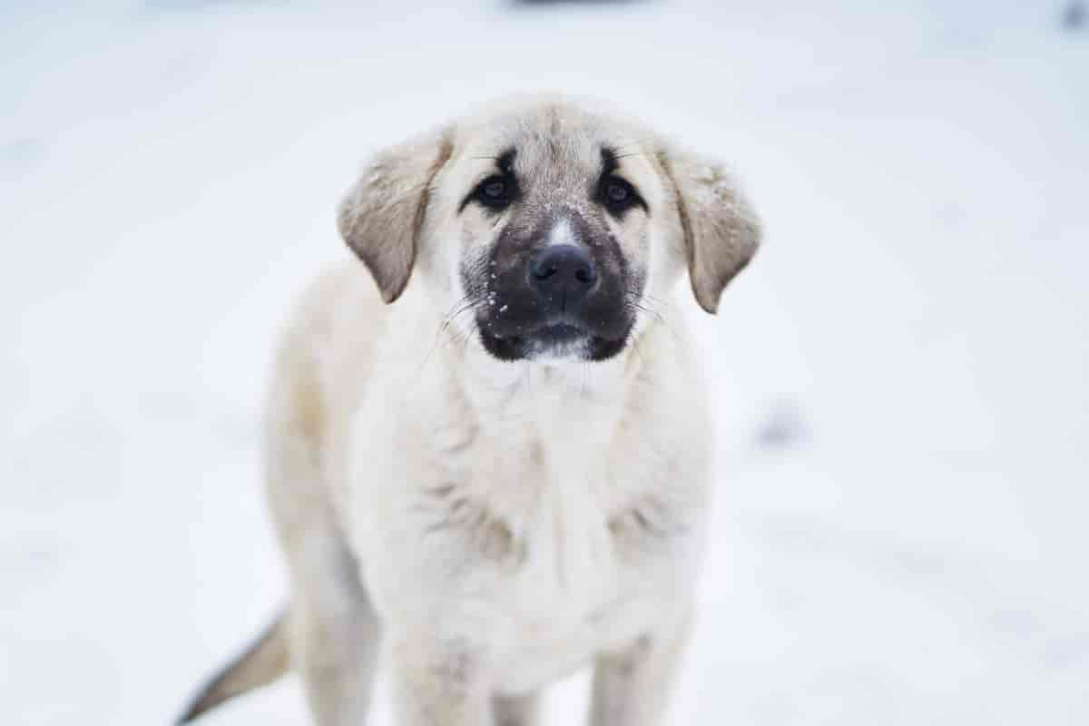 Kangal Shepherd Dog