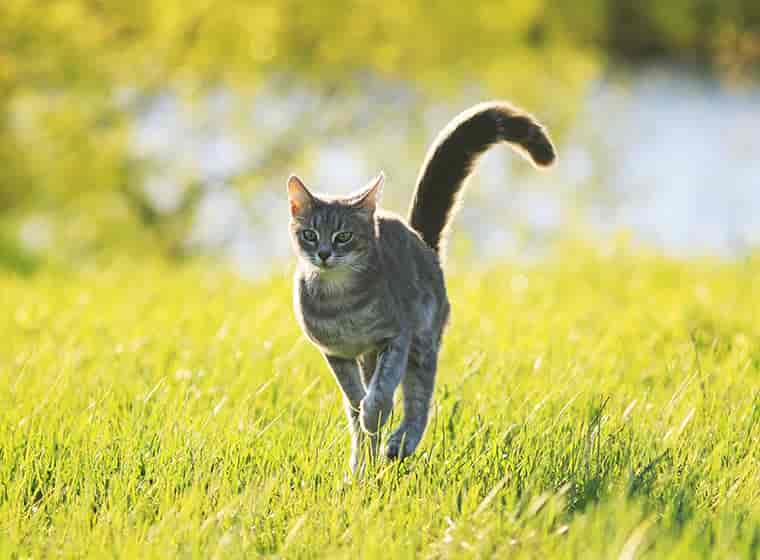 Katze an Freigang gewöhnen – so geht’s!