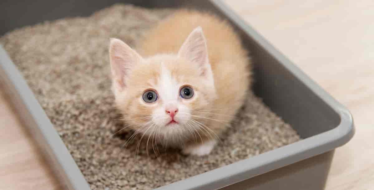 Katze an Katzentoilette gewöhnen