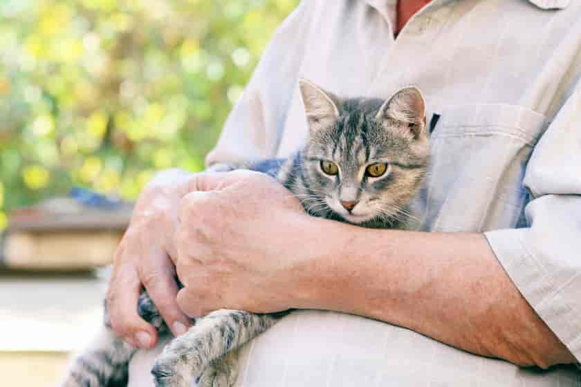 Welches Gangbild haben Katzen mit Arthrose?